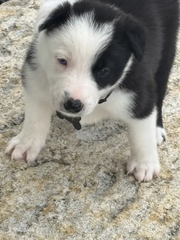 AXLE – Border Collie puppy for sale in Cloverdale, OH