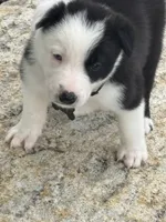 AXLE, a male Border Collie for sale in Cloverdale, OH – 1 of 6