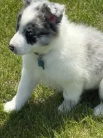 Leo, a male Border Collie for sale in Cloverdale, OH – 2 of 3