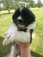 SMOKE, a male Border Collie for sale in Cloverdale, OH – 4 of 6
