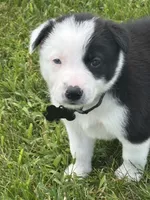 AXLE, a male Border Collie for sale in Cloverdale, OH – 5 of 6
