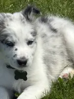 Denver , a male Border Collie for sale in Cloverdale, OH – 2 of 3