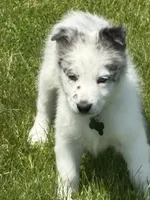 Denver , a male Border Collie for sale in Cloverdale, OH – 3 of 3