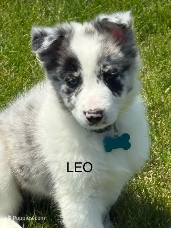 Leo – Border Collie puppy for sale in Cloverdale, OH