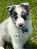 Leo, a male Border Collie for sale in Cloverdale, OH – 1 of 3