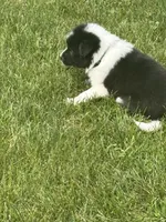 SMOKE, a male Border Collie for sale in Cloverdale, OH – 3 of 6