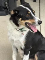 SPARK, a male Border Collie for sale in Cloverdale, OH – 5 of 6