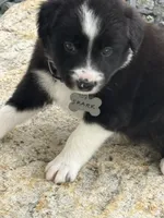 SPARK, a male Border Collie for sale in Cloverdale, OH – 3 of 6