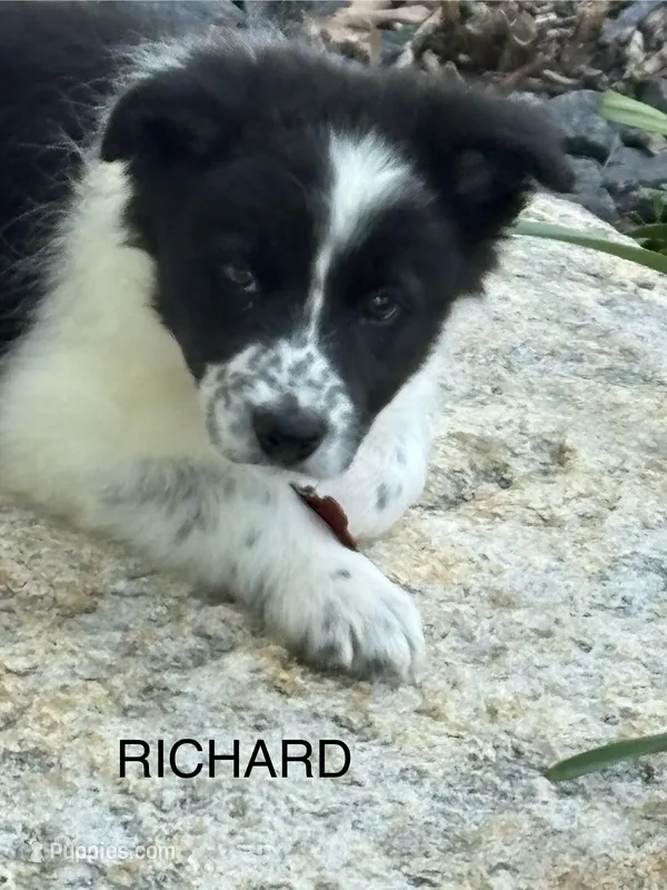 Richard – Border Collie puppy for sale in Cloverdale, OH