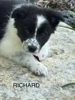 Richard, a male Border Collie for sale in Cloverdale, OH – 1 of 3