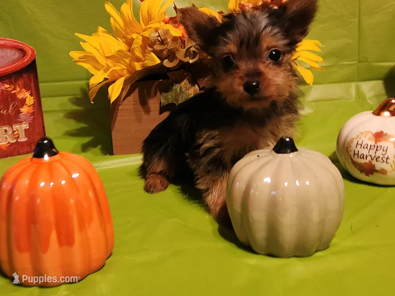 Daisy – Yorkshire Terrier puppy for sale in Johns Island, SC