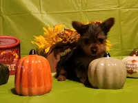 Daisy, a female Yorkshire Terrier for sale in Johns Island, SC – 2 of 4