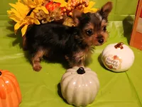 Daisy, a female Yorkshire Terrier for sale in Johns Island, SC – 4 of 4
