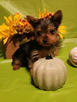 Daisy, a female Yorkshire Terrier for sale in Johns Island, SC – 3 of 4