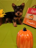Remi, a male Yorkshire Terrier for sale in Johns Island, SC – 2 of 3