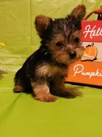 Charlie, a male Yorkshire Terrier for sale in Johns Island, SC – 1 of 2