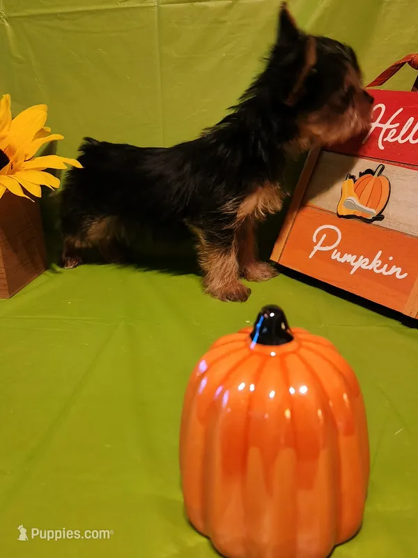 Remi – Yorkshire Terrier puppy for sale in Johns Island, SC