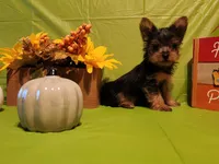 Remi, a male Yorkshire Terrier for sale in Johns Island, SC – 3 of 3