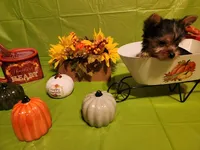 Charlie, a male Yorkshire Terrier for sale in Johns Island, SC – 2 of 2