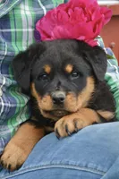 Winnie, a female Rottweiler for sale in Hope, IN – 4 of 6