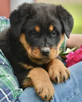 Winnie, a female Rottweiler for sale in Hope, IN – 3 of 6