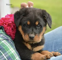 Winnie, a female Rottweiler for sale in Hope, IN – 2 of 6