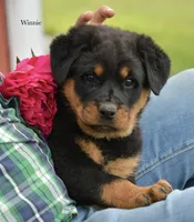 Winnie, a female Rottweiler for sale in Hope, IN – 1 of 6