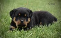 Wendi , a female Rottweiler for sale in Hope, IN – 3 of 4