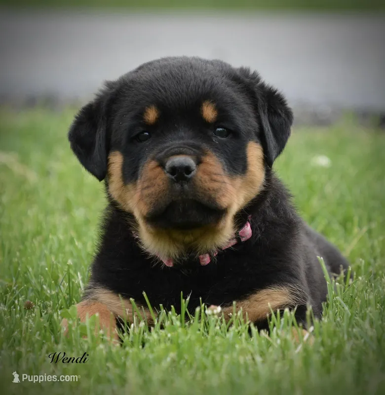 Wendi  – Rottweiler puppy for sale in Hope, IN