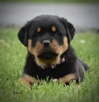 Wendi , a female Rottweiler for sale in Hope, IN – 1 of 4