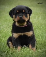 Wendi , a female Rottweiler for sale in Hope, IN – 2 of 4