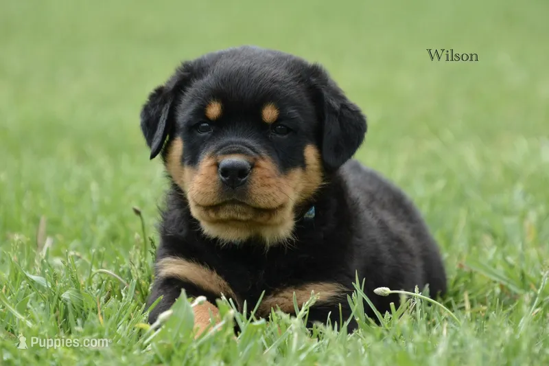 Wilson  – Rottweiler puppy for sale in Hope, IN