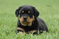 Wilson , a male Rottweiler for sale in Hope, IN – 1 of 6