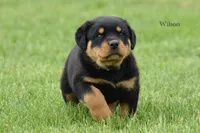 Wilson , a male Rottweiler for sale in Hope, IN – 2 of 6