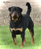 Wilson , a male Rottweiler for sale in Hope, IN – 5 of 6