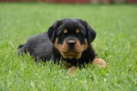 Wilson , a male Rottweiler for sale in Hope, IN – 4 of 6