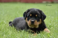 Wilson , a male Rottweiler for sale in Hope, IN – 3 of 6