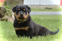 Whisper, a female Rottweiler for sale in Hope, IN – 2 of 5