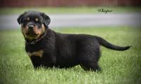 Whisper, a female Rottweiler for sale in Hope, IN – 3 of 5