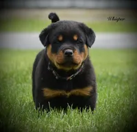 Whisper, a female Rottweiler for sale in Hope, IN – 1 of 5