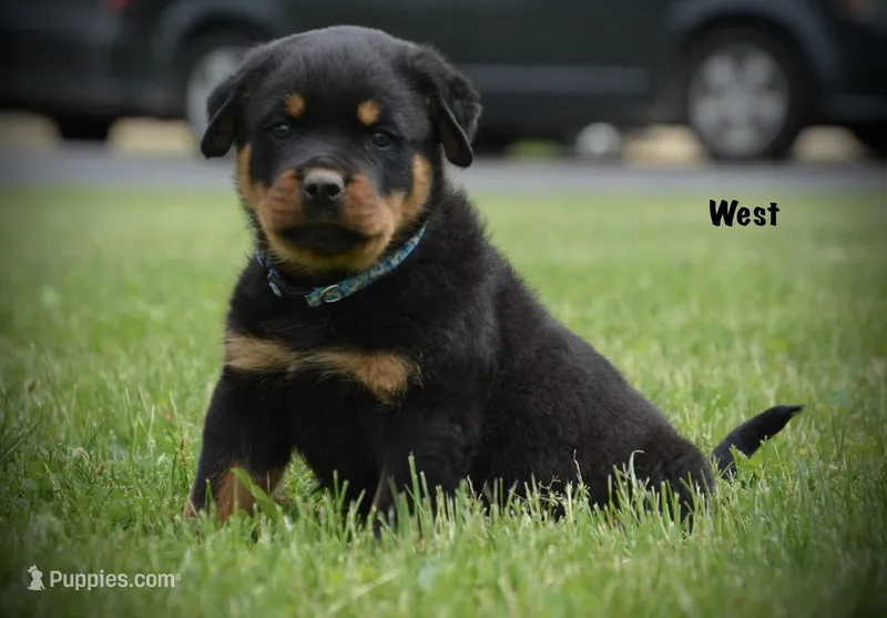 West – Rottweiler puppy for sale in Hope, IN