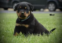 West, a male Rottweiler for sale in Hope, IN – 1 of 5