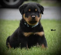 West, a male Rottweiler for sale in Hope, IN – 3 of 5