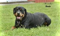West, a male Rottweiler for sale in Hope, IN – 5 of 5