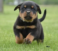 West, a male Rottweiler for sale in Hope, IN – 2 of 5