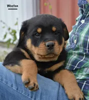 Wooten, a male Rottweiler for sale in Hope, IN – 1 of 6