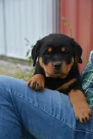 Wooten, a male Rottweiler for sale in Hope, IN – 4 of 6