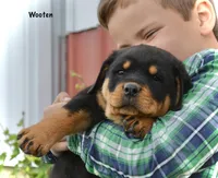 Wooten, a male Rottweiler for sale in Hope, IN – 2 of 6