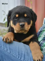 Wooten, a male Rottweiler for sale in Hope, IN – 3 of 6