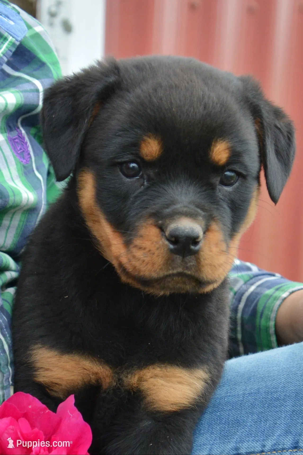 Willow , a female Rottweiler for sale in Hope, IN – 4 of 6